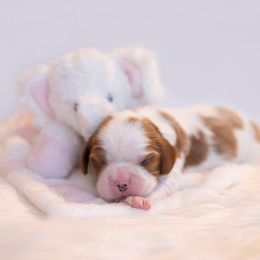 Cavalier King Charles Spaniel Puppies from CURTIS CAVALIERS