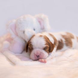 Cavalier King Charles Spaniel Puppies from CURTIS CAVALIERS