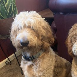 Bernedoodles, Cockapoos, Goldendoodles, Labradoodles, and Poodles from Flannery’s lucky pup’s🍀