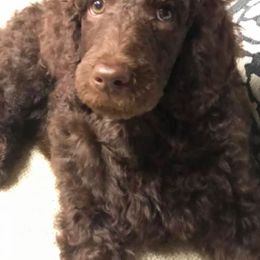 Poodle Puppies from Ashton’s Standards