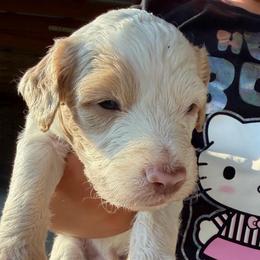 Meet panda boy red parti - Parti male Double Doodle puppy in Yoakum, Texas from The Scott’s Dood Ranch