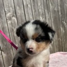 Pink - Blue merle female Miniature American Shepherd puppy in Rochester, Massachusetts from Anchored Roots Miniature American Shepherds