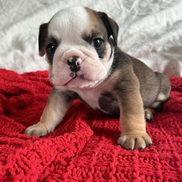 Bruce Wayne - Chocolate tri-color male Bulldog puppy in Holdenville, Oklahoma from Bulldog Nation