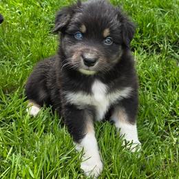 Soursop - Black tri-color male Australian Shepherd puppy in Albany, Oregon from Red Cloud Australian Shepherds and DeGray Great Danes & Bulldogs