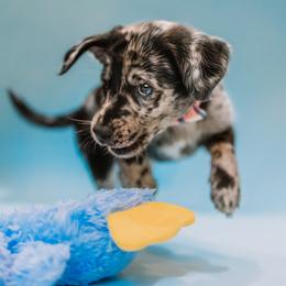 Aussiedoodle and Labradoodle Puppies from Doodles on Duty