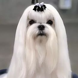 Maltese from Vellavica Maltese