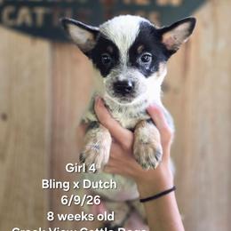 Girl 4 - Blue female Australian Cattle Dog puppy in Monroe, North Carolina from Creek View Cattle Dogs