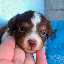 Miss Skye - Red tri female Toy Australian Shepherd puppy in Dolan Springs, Arizona from High Desert Companions