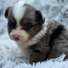 Sophee - Blue merle female Miniature Australian Shepherd puppy in Ambrose, Georgia from Brandilyn's Aussies