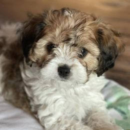 Assorted Doodle Crosses and Cavapoos from Preston's Doodles