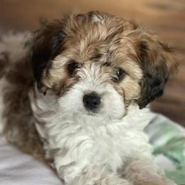 Assorted Doodle Crosses and Cavapoos from Preston's Doodles