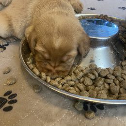 Labrador Retriever Puppies from Spring Water Labs of the Carolinas