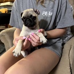 Dee - Fawn female Pug puppy in Lexington, Alabama from Cook Grandy