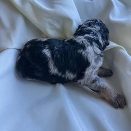 Salem - Blue merle female Aussiedoodle puppy in Berrien Spring, Michigan from Red Bud Beautiful Doodles