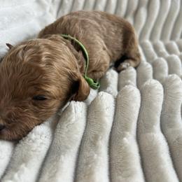 AKC Green Collar - Red  male Poodle puppy in Powder Springs, Georgia from West Cobb Dogs