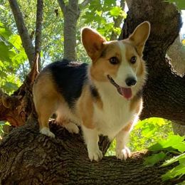 Pembroke Welsh Corgis from Chase's Corgis