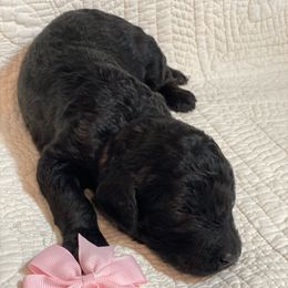 Girl 1 - Black Poodle puppy in Gate City, Virginia from Four Fillies Farm