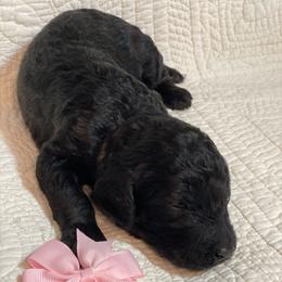 Girl 1 - Black Poodle puppy in Gate City, Virginia from Four Fillies Farm