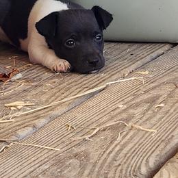 Fluke - Black and white male Rat Terrier puppy in Booneville, Mississippi from Emerald Rat Terriers
