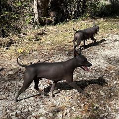 American Hairless Terrier All Grown Up from Bellridge American Hairless Terriers