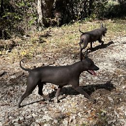 American Hairless Terrier All Grown Up from Bellridge American Hairless Terriers