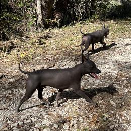 American Hairless Terrier All Grown Up from Bellridge American Hairless Terriers