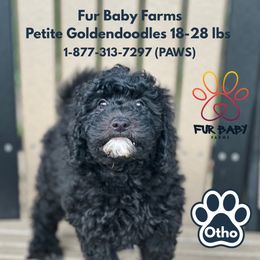 Otho - Black male Goldendoodle puppy in Michigan from Fur Baby Farms
