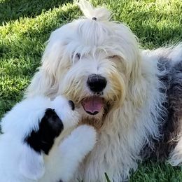 Charlie - Old English Sheepdog