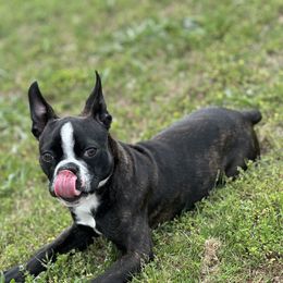 Boston Terrier Puppies from Dismond BT Farm