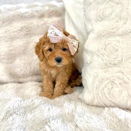 Clover - Red female Cavapoo puppy in Queen Creek, Arizona from Sunny Doodles