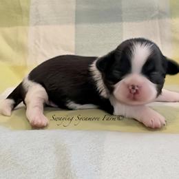 Black and White Female - Yellow Collar - Black and white female Shih Tzu puppy in Crawfordsville, Indiana from Swaying Sycamore Farm