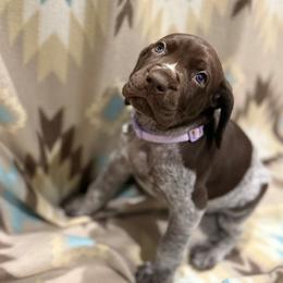 German Shorthaired Pointer Puppies from Lisa’s GSP’s