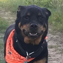 Rottweilers from Nicolle Stone