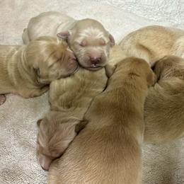 Girl 2 - Golden female Golden Retriever puppy in Tonasket, Washington from Denzil’s Goldens
