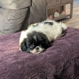 Opie - White male Pekingese puppy in Kingman, Arizona from Faith Harvey