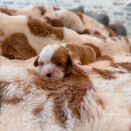 Nutmeg - Blenheim female Cavalier King Charles Spaniel puppy in Mayo, Florida from Kingston’s Cavaliers