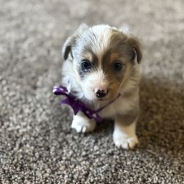 Boy 1 - Black and tan male Corgipoo puppy in Junction, Utah from Sugar Doodles