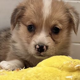 American Corgi and Pembroke Welsh Corgi Puppies from Driftin' Sand Farms