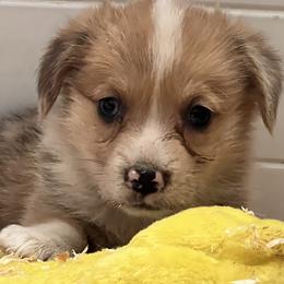 American Corgi and Pembroke Welsh Corgi Puppies from Driftin' Sand Farms