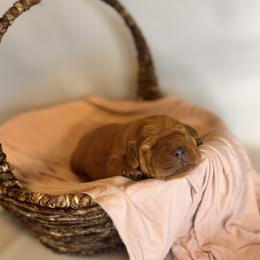 Nola - Yellow female Labrador Retriever puppy in Rocky Top, Tennessee from Rocky Top Retrievers