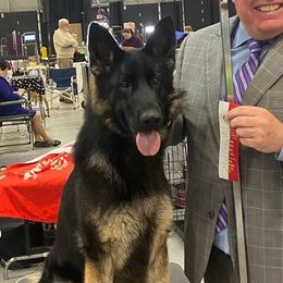Errin - German Shepherd