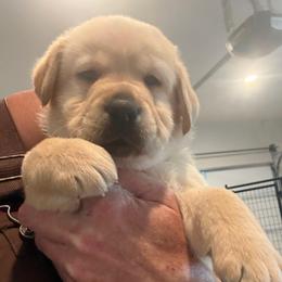 Blue collar - Yellow male Labrador Retriever puppy in Clinton, Tennessee from Summer Rose