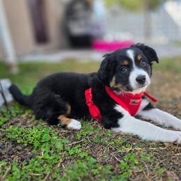 Zion - Black tri female Miniature Australian Shepherd puppy in Riverview, Florida from Kelly Pompeo