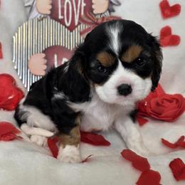 Lilac - Tri-color female Cavalier King Charles Spaniel puppy in Stilwell, Oklahoma from Love Bug Cavaliers
