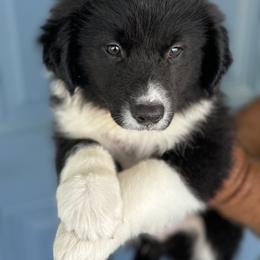 Australian Shepherd Puppies from Wiggle Butt Inn LLC