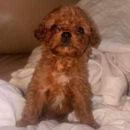 Bing Cherry - Red female Cavapoo puppy in Orinda, California from Amore Cavaliers