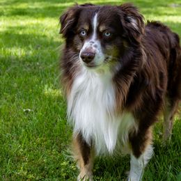 Miniature American Shepherds from Kubes Mini Aussies