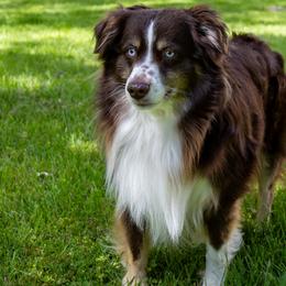 Miniature American Shepherds from Kubes Mini Aussies