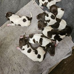 Boy 7 - Liver roan male German Shorthaired Pointer puppy in Henderson, Texas from C4 Gun Dogs