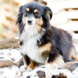 Lou Lou - Australian Shepherd